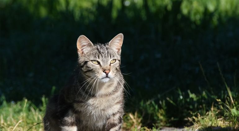 猫咪的世界
