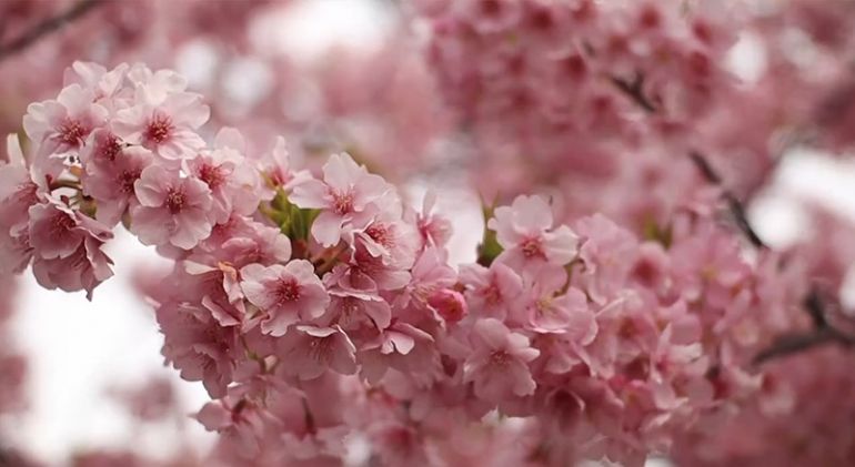 烂漫樱花