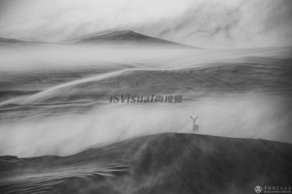 奈曼旗总土地面积8137.6平方公里，其中，60%以上为沙地。到上个世纪七十年代后期，沙化面积达到70%以上，狍子、野鹿等原生动物逐渐消失